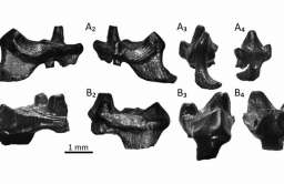 Skamieniałe zęby starożytnych ssaków