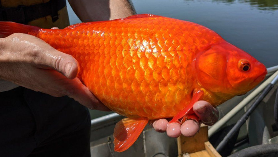Złote rybki uwolnione z akwariów zagrażają ekosystemom. Gigantyczne okazy znaleziono w USA