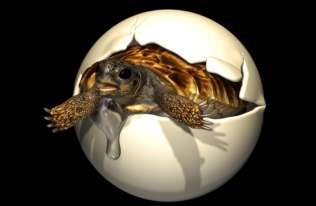 Skamieniałe jajo żółwia z okresu kredy z zarodkiem w środku