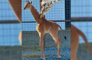 W ogrodzie zoologicznym w USA na świat przyszła żyrafa bez cętek