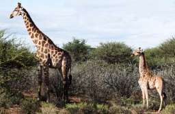 Pierwsze żyrafy karłowate zauważone w Ugandzie i Namibii